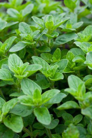 Organic Italian, Oregano  .100 grams